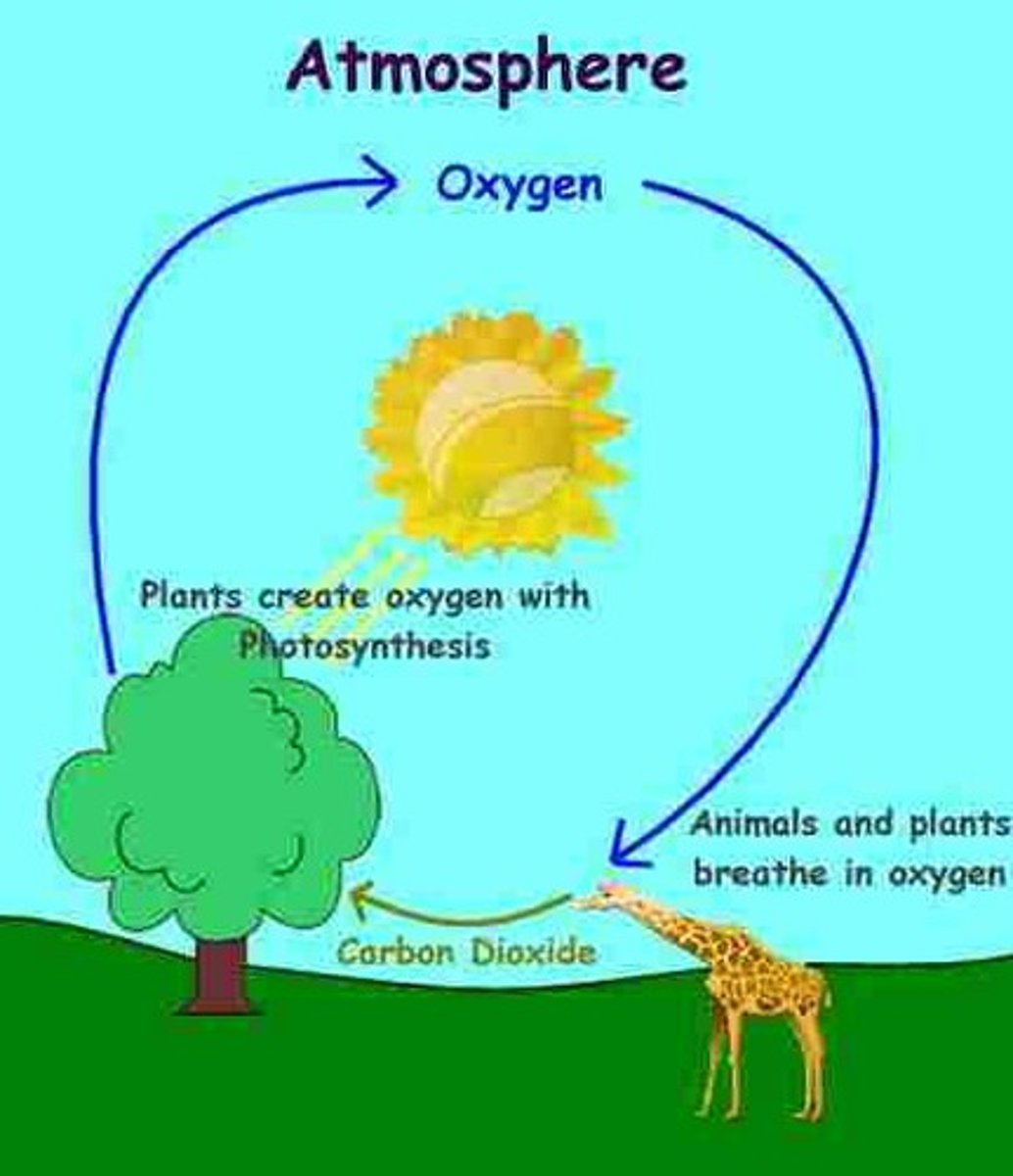 <p>product of photosynthesis</p>