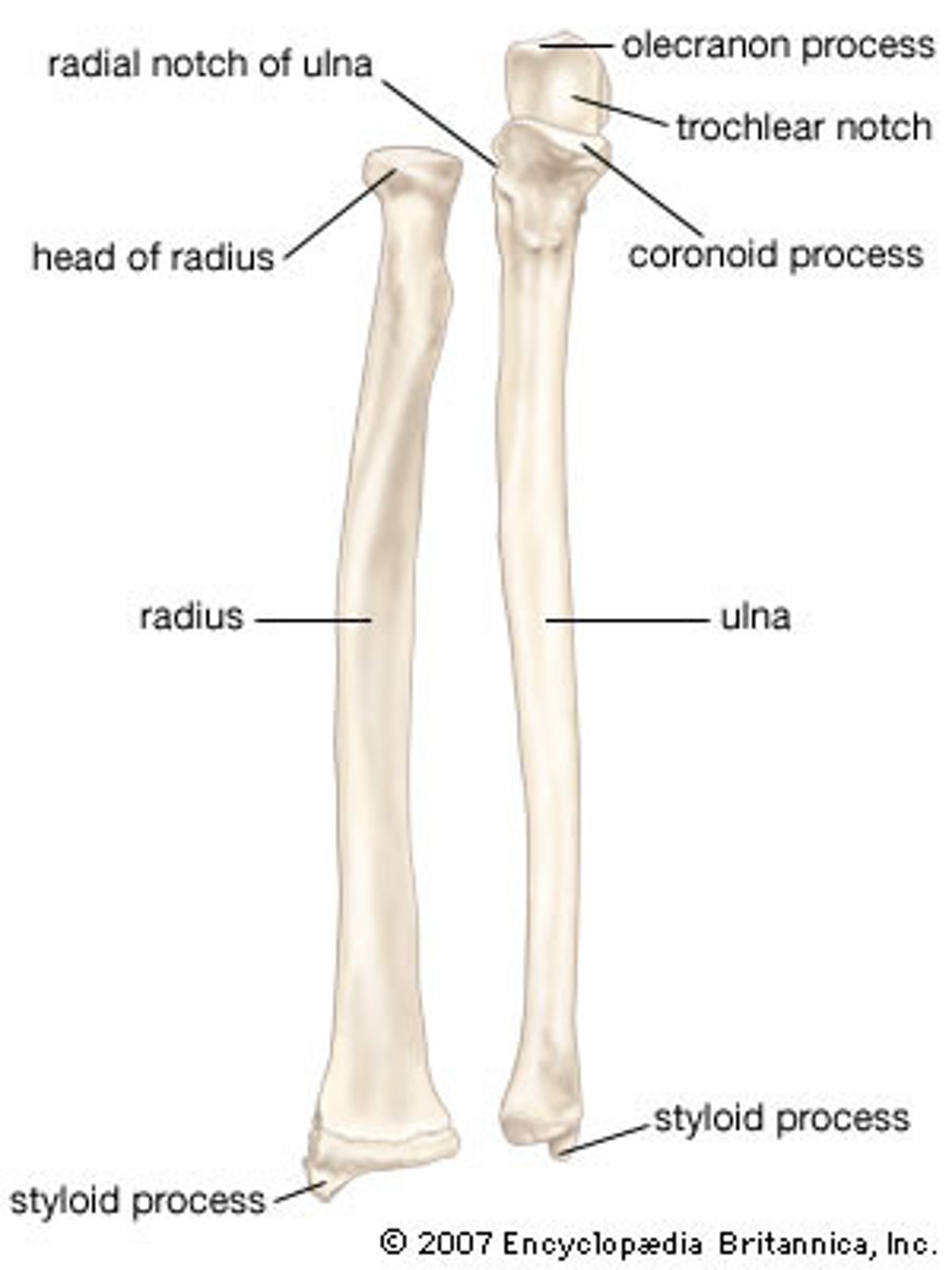 <p>1. Head</p><p>2. Styloid process</p>