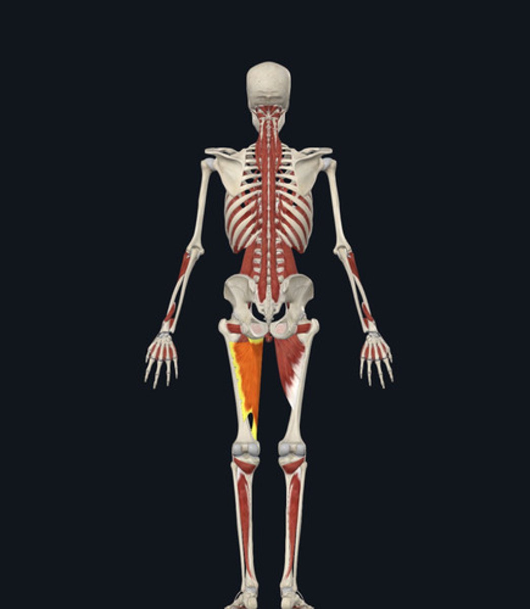 <ul><li><p><u>Origin:</u>&nbsp;Pubis</p></li><li><p><u>Insertion:</u>&nbsp;Femur</p></li><li><p><u>Action:</u>&nbsp;Hip adduction</p></li></ul><p></p>