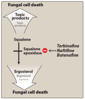 <p>Inhibit <strong>squalene epoxidase</strong> blocking <strong>ergosterol</strong> synthesis in the fungal cell membrane. Key example is <strong>Terbinafine</strong>. Available in both <strong>oral</strong> and <strong>topical</strong> formulations – active against <strong>dermatophytes</strong> that cause skin and nail infections; generally active against <strong>Candida albicans</strong>. Reserved for infections unresponsive to other agents; not for <strong>systemic</strong> infections; therapy usually lasts <strong>3</strong> months. With oral use, drug distributes to skin, nails, and fat – long half-life up to <strong>400</strong> hours. Common adverse effects involve the <strong>gastrointestinal tract</strong>.</p>