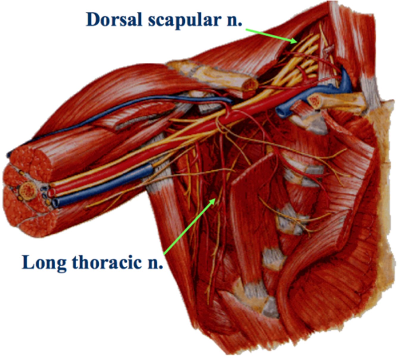 <p>dorsal scapular nerve</p>