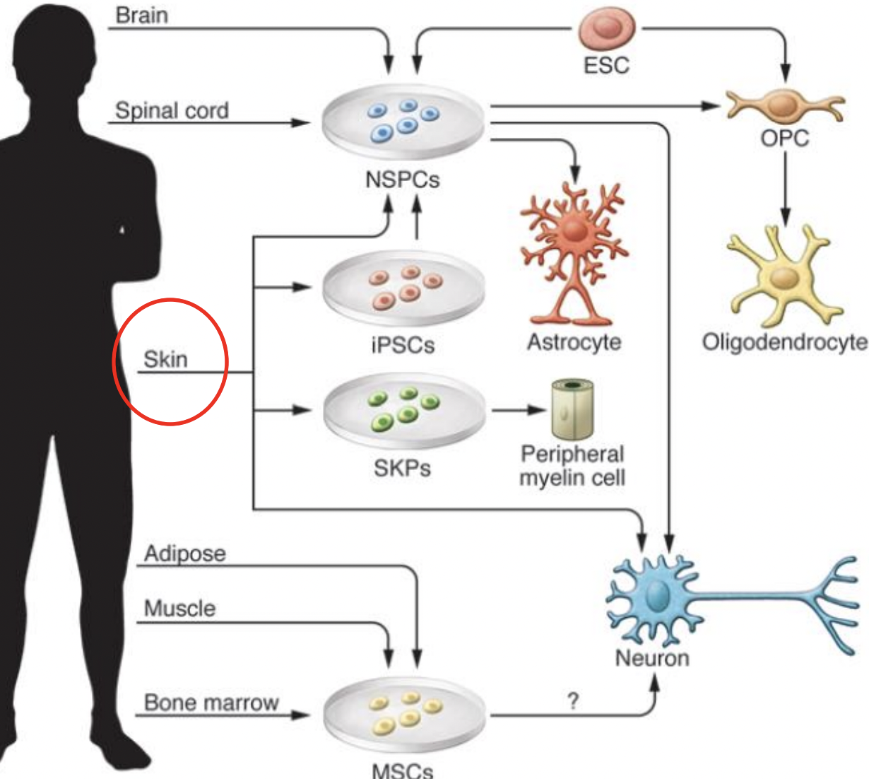 knowt flashcard image