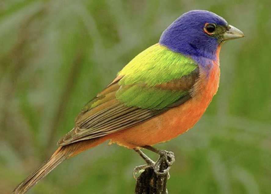 <p>what is this bird </p>