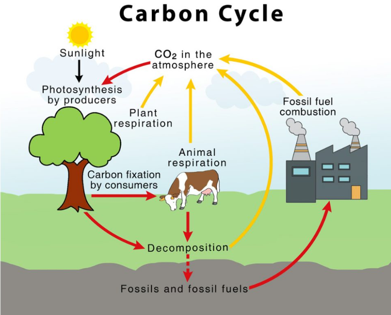 <p>What is the difference between a carbon sink and source?</p>