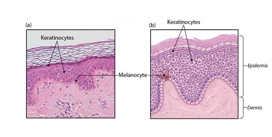 <p>-have long, branching spiderlike processes</p><p>-synthesize and store up the pigment of melanin in response to UV light</p><p>-melanin granules are taken up by keratinocytes &amp; accumulate on the superficial side of the nucleus to protect the nucleus from UV light</p>