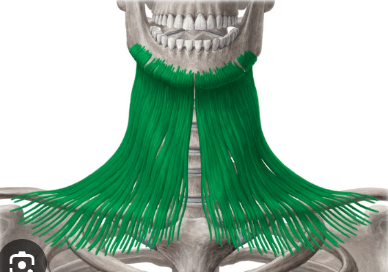 <ul><li><p>Muscle of facial </p></li><li><p>Muscle pulls the corner of mouth down and tenses the skin of the neck</p></li></ul><p></p>