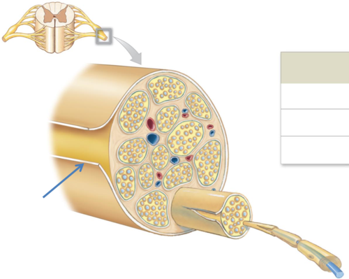 <p>Layer of connective tissue that surrounds an entire nerve</p>