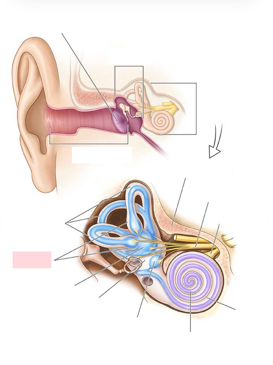 <p>Label the Diagram</p>