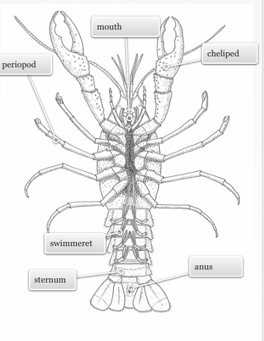 <p>What kind of weird creature is this?</p>