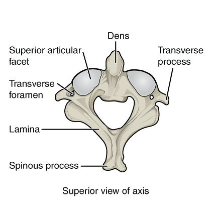 <p>Axis - C2</p>