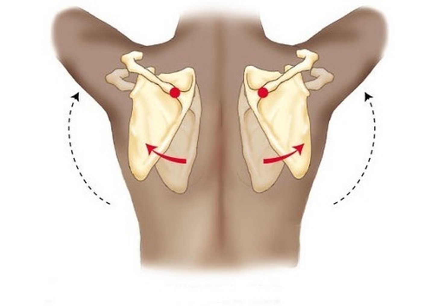 <p>-The inferior angle of the scapula rotates up and away from the vertebral column</p>