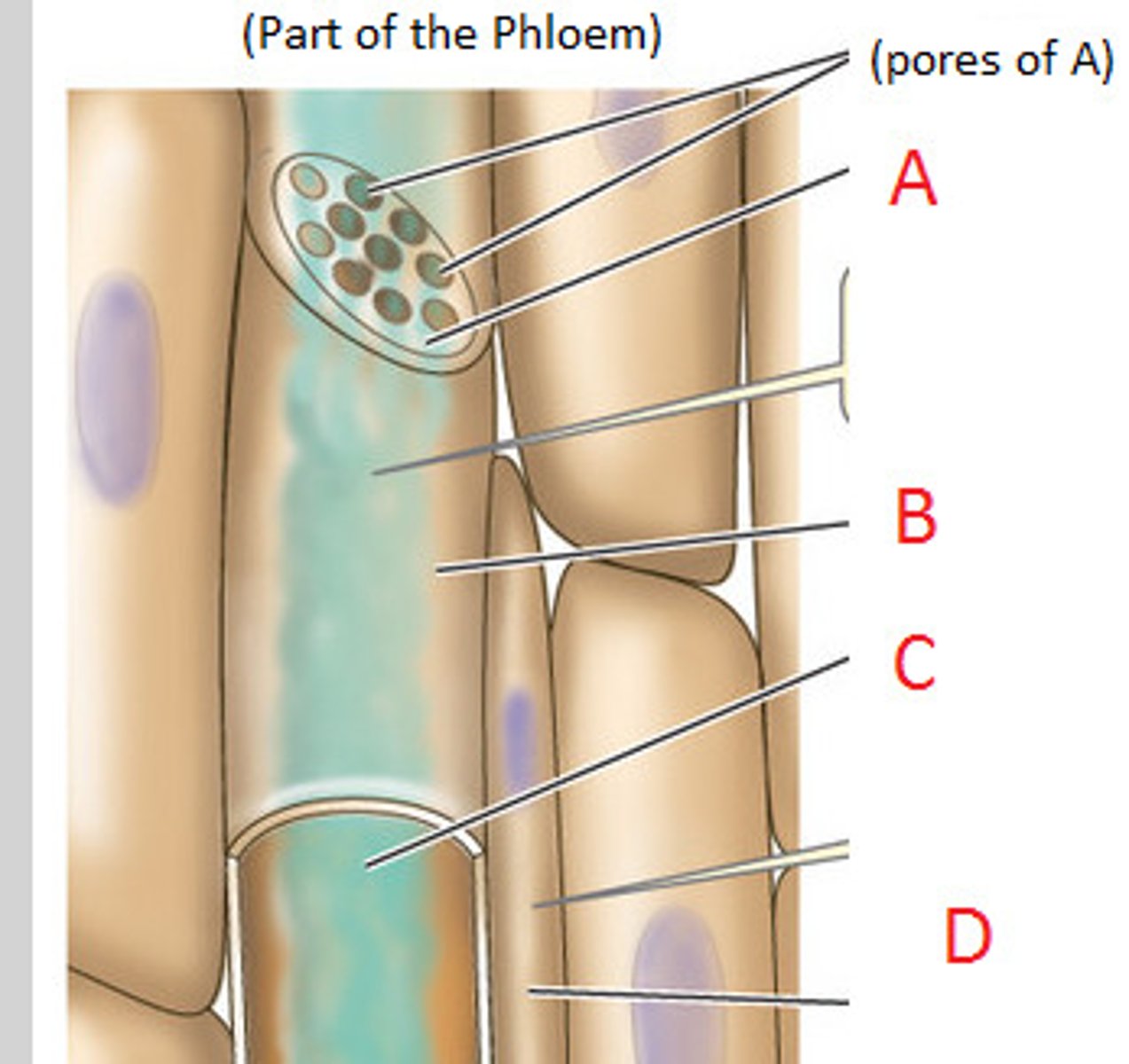 <p>• separated by sieve plates - contain plasmodesmata (pores) - allow continuous connection of consecutive cells' cytoplasm</p><p>• contain no nucleus, vacuole, organelles - more space for sub.s</p>