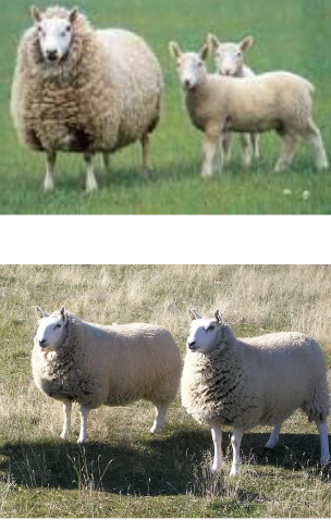 <p>Cheviot</p>