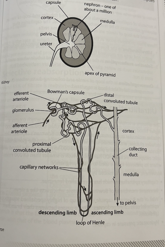 <p>the kidney has two main functions:</p><ol><li><p>excretion - excretion of nitrogenous waste i.e. urea from the body </p></li><li><p>osmoregulation - control of the water potential body fluids including blood</p></li></ol><p></p><p>the body has two kidneys, each containing around a million nephrons, each nephron is 30mm long. they are supplied with blood containing oxygen and waste (including urea) from the renal artery, and filtered blood returns to the general circulation by the renal vein. excess water and solutes including urea is called urine, and it drains into the collecting ducts and pelvis which empties urine into the ureter. each ureter connects to the bladder</p><p>a network of capillaries surrounds the convoluted tubules and loop of Henle, allowing substances to be reabsorbed into the blood. the capillaries that surrounded the loop of Henle are referred to as the vasa recta. three main processes occur in the nephron:</p><ol><li><p>ultrafiltration in the bowman’s capsule where small molecules including water and urea are removed from the blood</p></li><li><p>selective reabsorption in the proximal convoluted tubule where useful substances such as water, glucose and amino acids are reabsorbed but urea is not</p></li><li><p>osmoregulation in the loop of Henle and collecting ducts, where the water potential of the blood is regulated</p></li></ol><p></p>