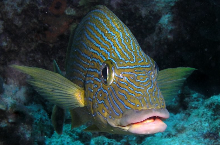 <p>Phylum, subphylum, class?</p>