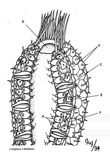 <p>Label and functions sponge </p>