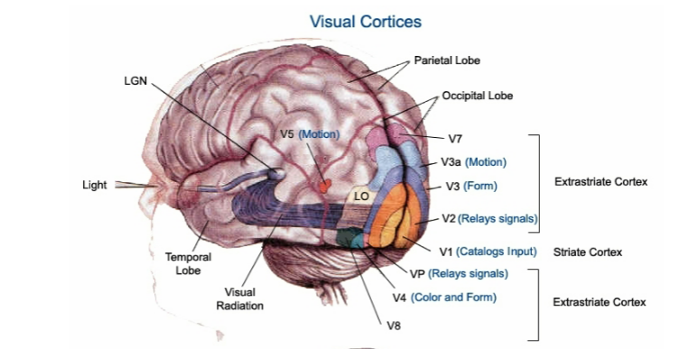 <p>V1: Primary Visual Cortex (outputs to all levels) V2: Relays visual signals to all areas (input from LGN and output to all levels) --&gt; Output to Parietal Lobe (Dorsal), Inferior Temporal Lobe (Ventral), and Superior Temporal Sulcus (STS) V3: Form and Motion (3a) V4: Form and Color: Activated by non-scrambled objects V5: Motion</p>