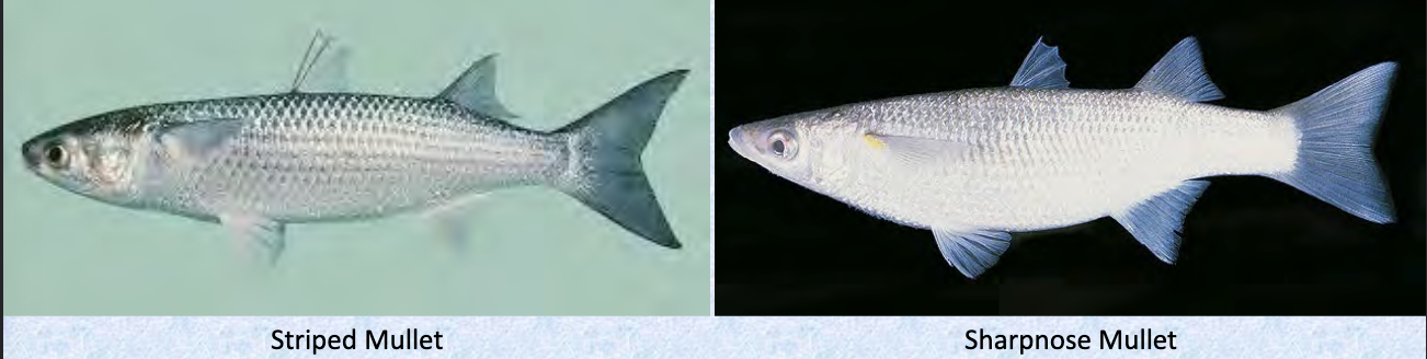 <p>mullets</p><p></p><p></p><p>Key traits:</p><ul><li><p>Family Mugilidae</p></li><li><p>80 spp, 2 in Hawaii</p></li><li><p>shallow tropical temperate marine and brackish, widely separated 4 spine dorsal and soft dorsal, cycloid-ish scales, pectorals high on body</p></li><li><p>pelvics subdominal, lateral line pores diffuse, teeth small or absent, long gill rakers, muscular gizzard</p></li></ul><p></p>