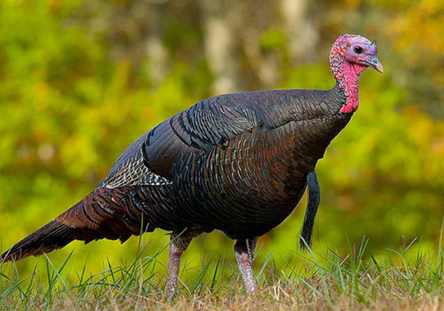 <p>Galliformes</p>