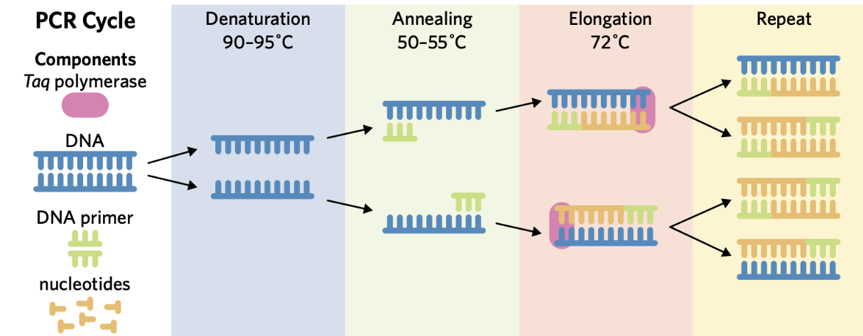 <p>PCR <strong>amplifies</strong> a specific DNA sequence by making <strong>multiple identical </strong>copies</p><ul><li><p>Used by scientists when there is <strong>insufficient</strong> DNA samples for testing</p></li><li><p>Entire genomes <strong>are not</strong> copied, but <em>certain genes </em>are, to make process <strong>more efficient</strong></p></li><li><p>After each PCR cycle, amount of DNA is <strong>DOUBLED</strong></p></li></ul><p></p>