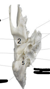 <p>What is 5</p>
