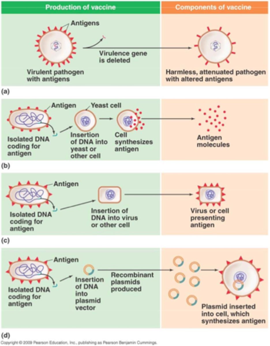 <p>DNA for antigenic proteins put into yeast, purified, and only antigenic protein is ued in vaccine</p>