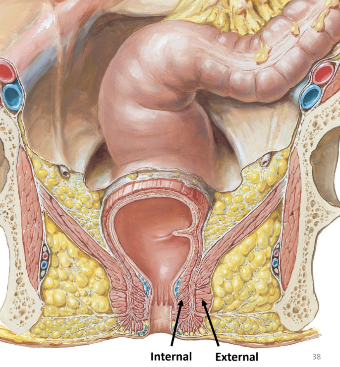 <ul><li><p>of large intestine</p><ul><li><p>passageway leading to the anus (external opening)</p></li><li><p>sphincters guard opening</p><ul><li><p>internal anal sphincter — smooth muscle</p></li><li><p>external anal sphincter — skeletal muscle</p></li></ul></li></ul></li></ul><p></p>