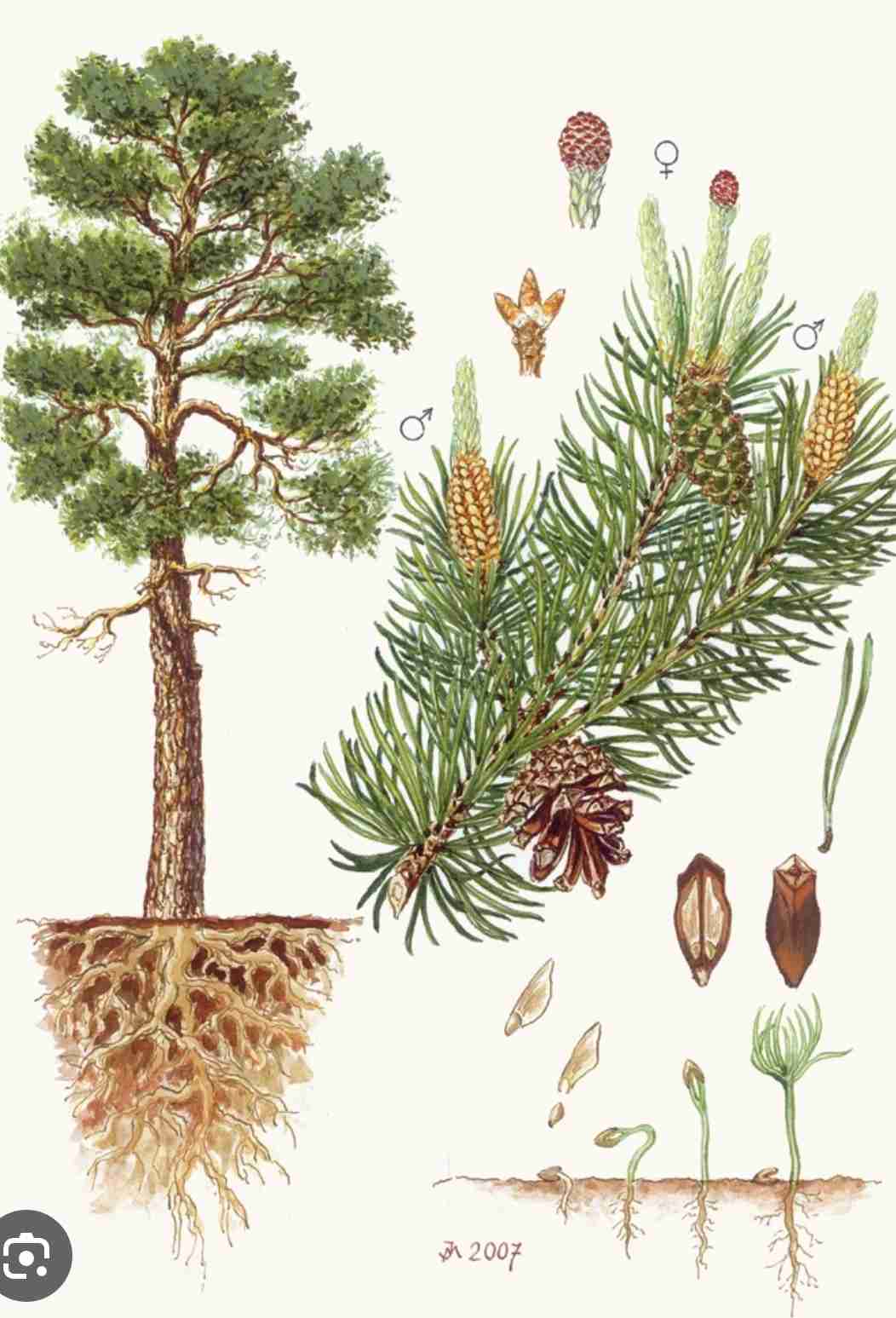 knowt flashcard image