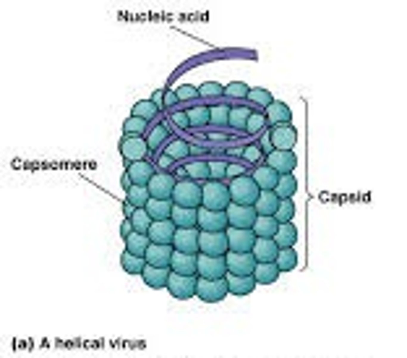 <p>morphological subunits from which virus capsid is built</p><p>the professor thinks of capsomeres as Legos or building blocks</p>