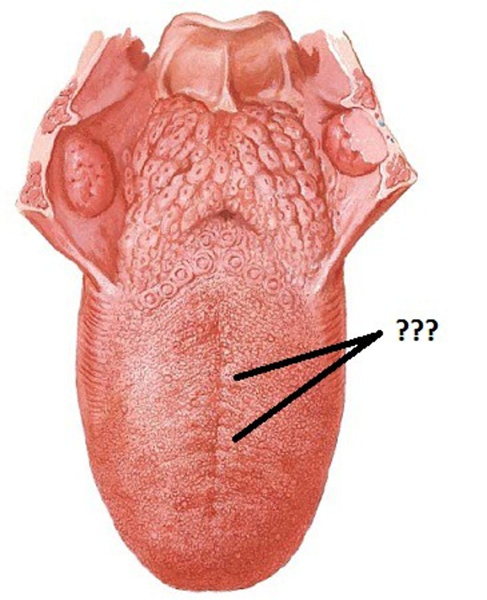 <p>Tongue papillae that are most numerous, but DO NOT contain taste buds. - give tongue a velvety texture associated with geographic or hairy tongue.</p>