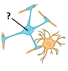 <p>Myelinate central nerves multiple nerves at a time</p>