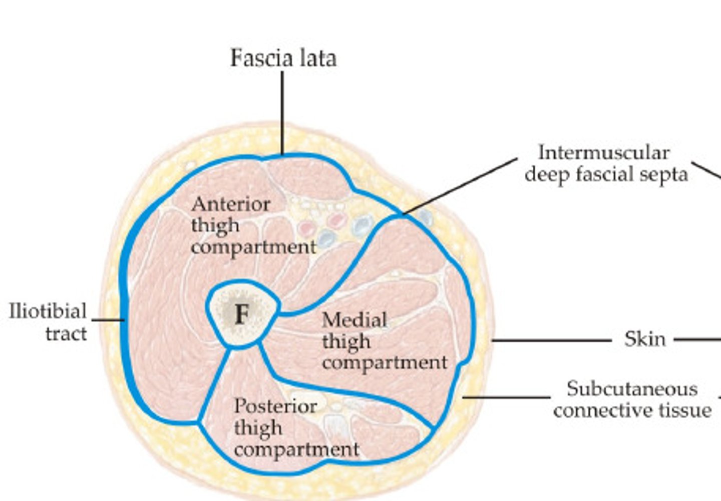 <p>intermuscular septa</p>