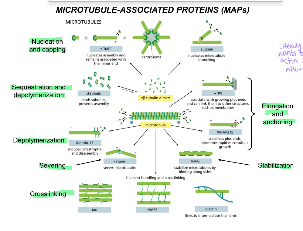<ul><li><p>Crosslinking:&nbsp;</p><ul><li><p>tau, which performs the main crosslinking of the axon</p></li><li><p>MAP2, which is in charge of the main crosslinking of dendrites</p></li><li><p>Plectin: links microtubules to intermediate filaments</p></li></ul></li><li><p>Stabilization</p><ul><li><p>MAPs stabilize tubules by their sides.</p></li></ul></li><li><p>Elongation and anchoring</p><ul><li><p>+TIPs associate with the growing plus ends and links them to other structures, like membranes</p></li><li><p>XMAP215 - stabilizes plus ends and promotes rapid microtubule growth</p></li></ul></li></ul><p></p>