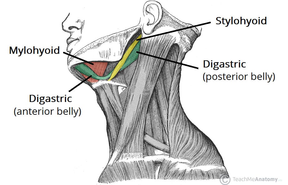 <p>Location:</p><ul><li><p>neck</p></li><li><p>under the jaw</p></li></ul><p></p><p>Function:</p><ul><li><p>depress the mandible (lower jaw) for opening the mouth</p></li><li><p>elevates the hyoid bone</p></li><li><p>crucial for swallowing and speech</p></li><li><p><strong>raise the tongue base</strong></p></li></ul><p></p>