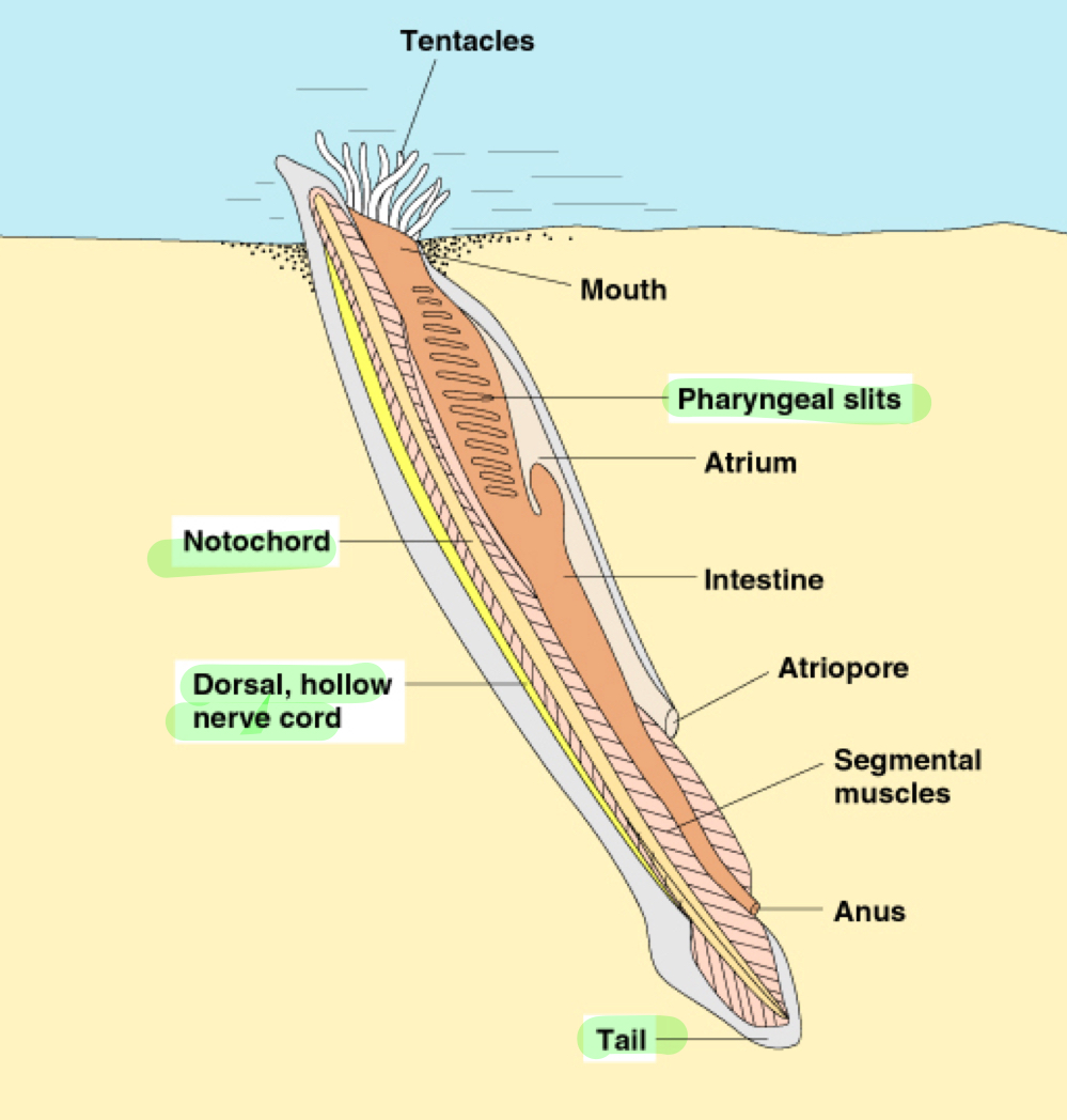 <p>Chordata clade made of the lancelets, they are small, fish-like animals that are the only chordates retaining the big four throughout their life.</p>