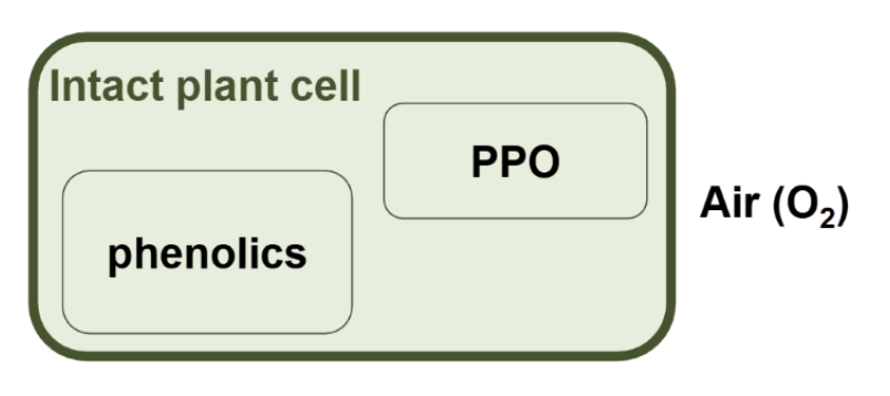 <p><span style="background-color: inherit; line-height: 21.85px; color: windowtext;"><span>In intact plant tissue, enzymatic oxidation by PPO does not take place because phenolic compounds and PPO&nbsp;are not in contact with each other, they are present in different compartments in the plant cells. </span></span></p><p></p><p><span style="background-color: inherit; line-height: 21.85px; color: windowtext;"><span>If the plant tissue is</span></span><span style="line-height: 21.85px; color: windowtext;"><span>&nbsp;<br></span></span><span style="background-color: inherit; line-height: 21.85px; color: windowtext;"><span>damaged during harvesting or processing (e.g. cutting), enzymatic oxidation can take place because PPO,&nbsp;phenolics, and oxygen (from air) all come into contact with each other. </span></span></p>