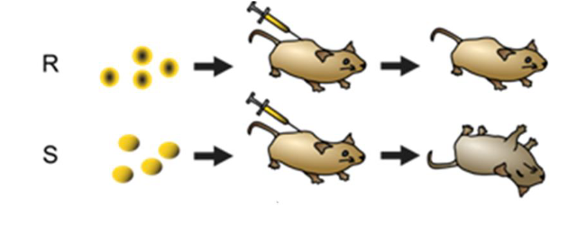 <p>1928 - Frederick Griffiths - showed presence of a 'transforming factor' that could pass on new characteristics</p><p>Took two strains of bacteria - R & S</p><p>R-benign</p><p>S-lethal</p><p>If he heat treated S strain - mouse lived - heating killed disease + characteristic</p><p>Mixed heated S and R - lethal phenotype is restored</p><p>Characteristics can be transferred from one cell to another</p><p></p>