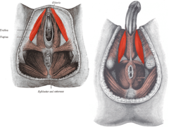 crus of penis or clitoris