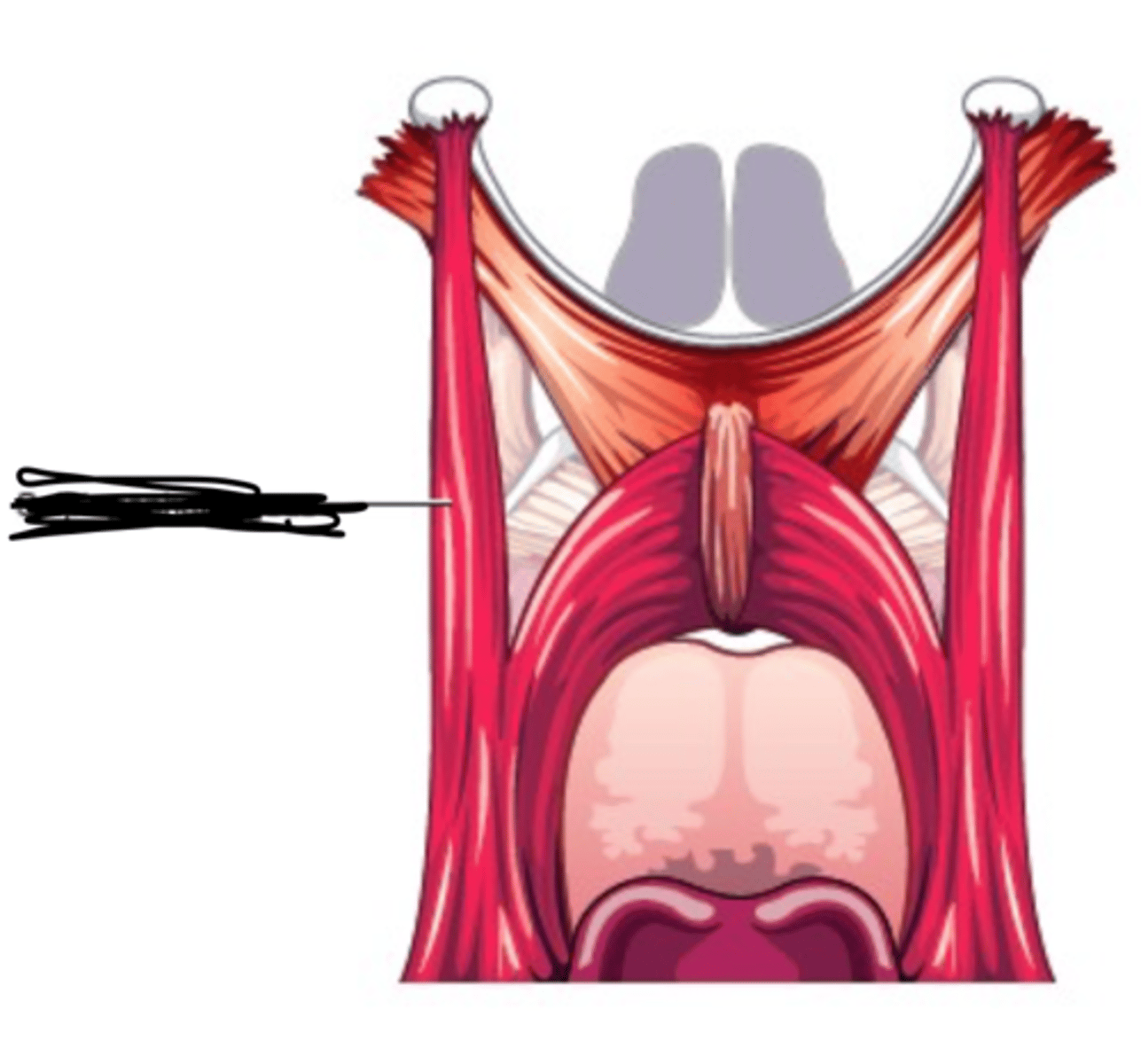 <p>Short thin muscle</p><p>Origin - lower border of the pharyngeal</p><p>orifice of the Eustachian tube</p><p>Course - inferior, deep to superior</p><p>constrictor</p><p>Insertion - blends with fibers of palatopharyngeus muscle</p><p>Action - elevate and dilate pharynx</p>