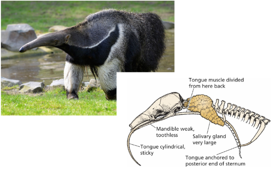 <p>basic/primary mammals (insects were the first major food source), wide range/diversity of mammals, <span>aerial, aquatic, and terrestrial insectivores, incisors procumbent in many, </span>consume minimal amounts of fiber, which affects morphology of digestive tract</p>