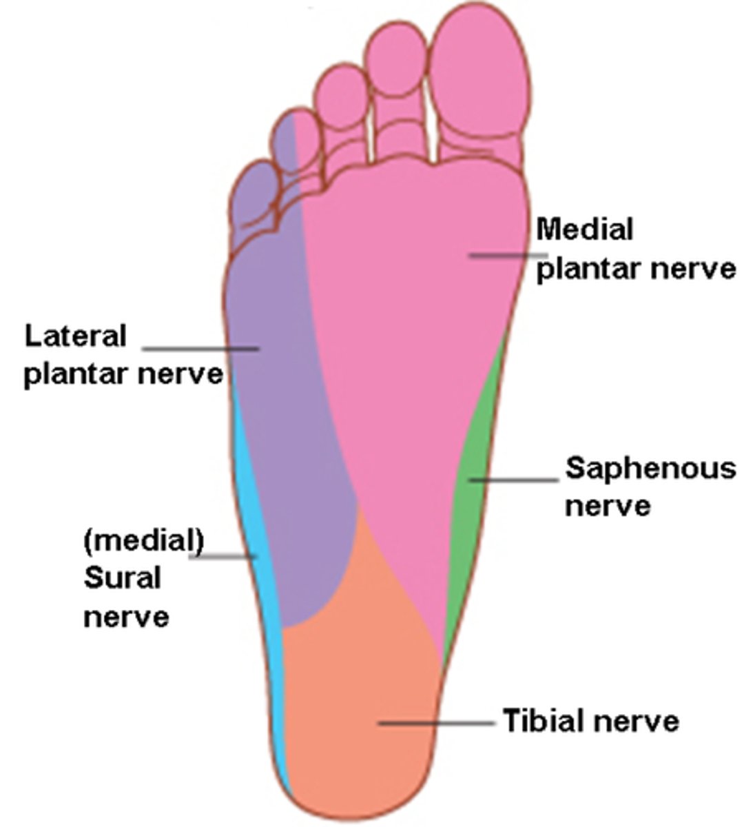 <p>refers to area of skin which is supplied by a specific cutaneous nerve</p>