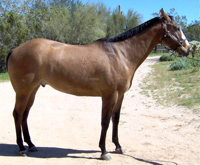 <p>Organs on this side painted on horse image</p>