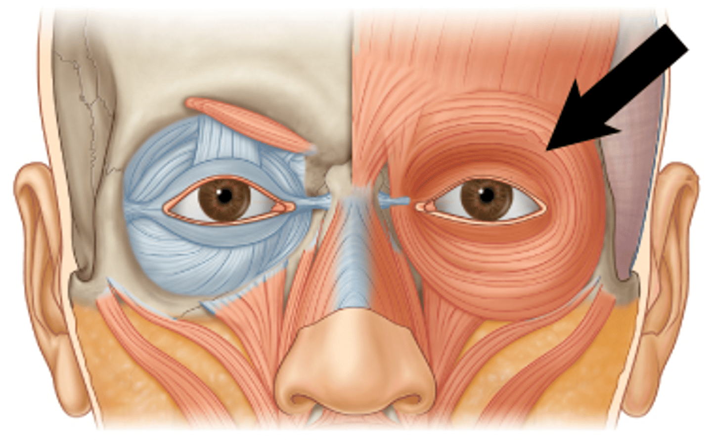 <p>orbicularis oculi</p>