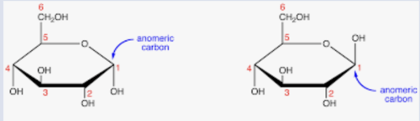 <p>the "special carbon" that flips up or down when a sugar closes into a ring.</p>