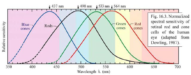 <ul><li><p>since we only depend on cone activity, we don’t need all the wavelengths</p></li><li><p>most colors derived form wavelength of visible spectrum can be reproduced by adding different amounts of primary colors</p></li><li><p> primary colors = 630nm, 532nm, 465nm</p></li><li><p>primary colors do not correspond to the peak wavelengths of the L/M/S cones</p></li><li><p>primary colors are selected to be primary based on the perceived “pureness” of the hue</p><ul><li><p> they mostly stimulate one cone type each</p></li><li><p> mixing them in different amounts can make all other colors we can see</p></li></ul></li></ul><p></p>