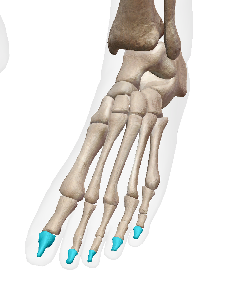 <p>Label the bone on the foot </p>