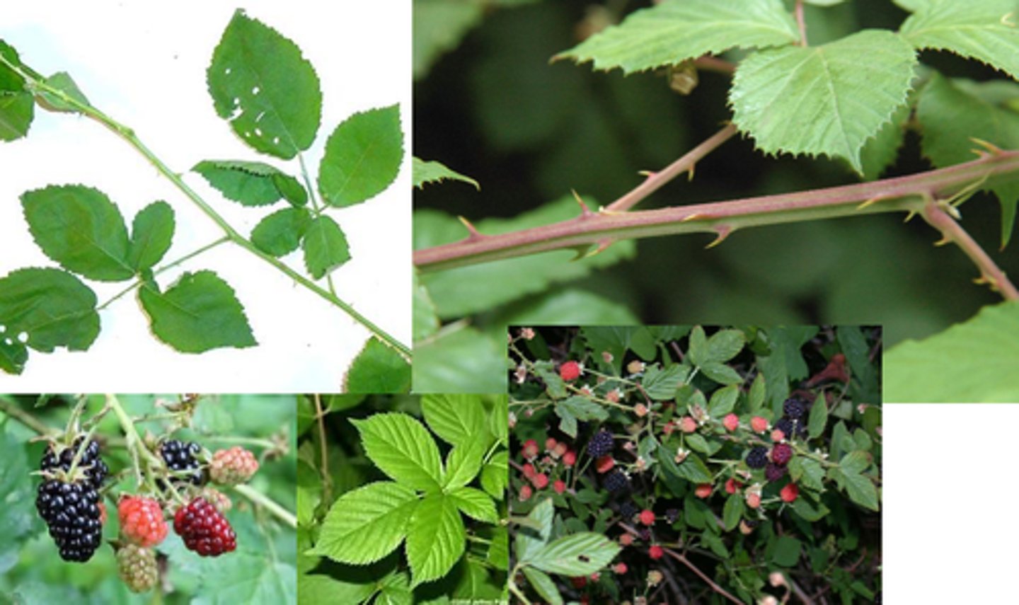 <p>Rosaceae Rubus spp.</p>