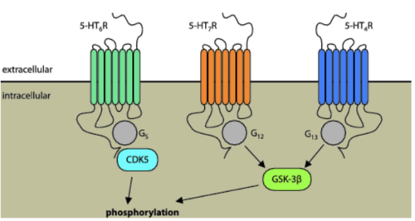 <p>excitatory and inhibitory </p>