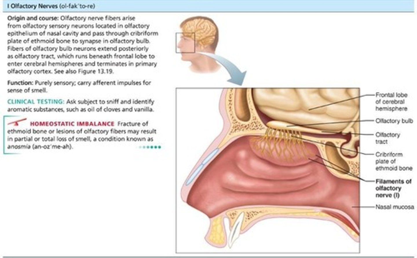 <p>Sensory nerves of smell; run from nasal mucosa to olfactory bulbs; pass through cribriform plate of ethmoid bone; fibers synapse in olfactory bulbs; pathway terminates in primary olfactory cortex; purely sensory (olfactory) function.</p>