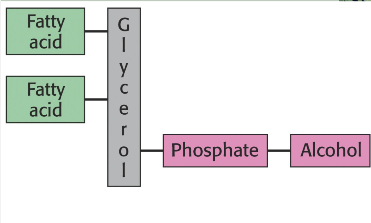 <p>Biological Membranes*</p>
